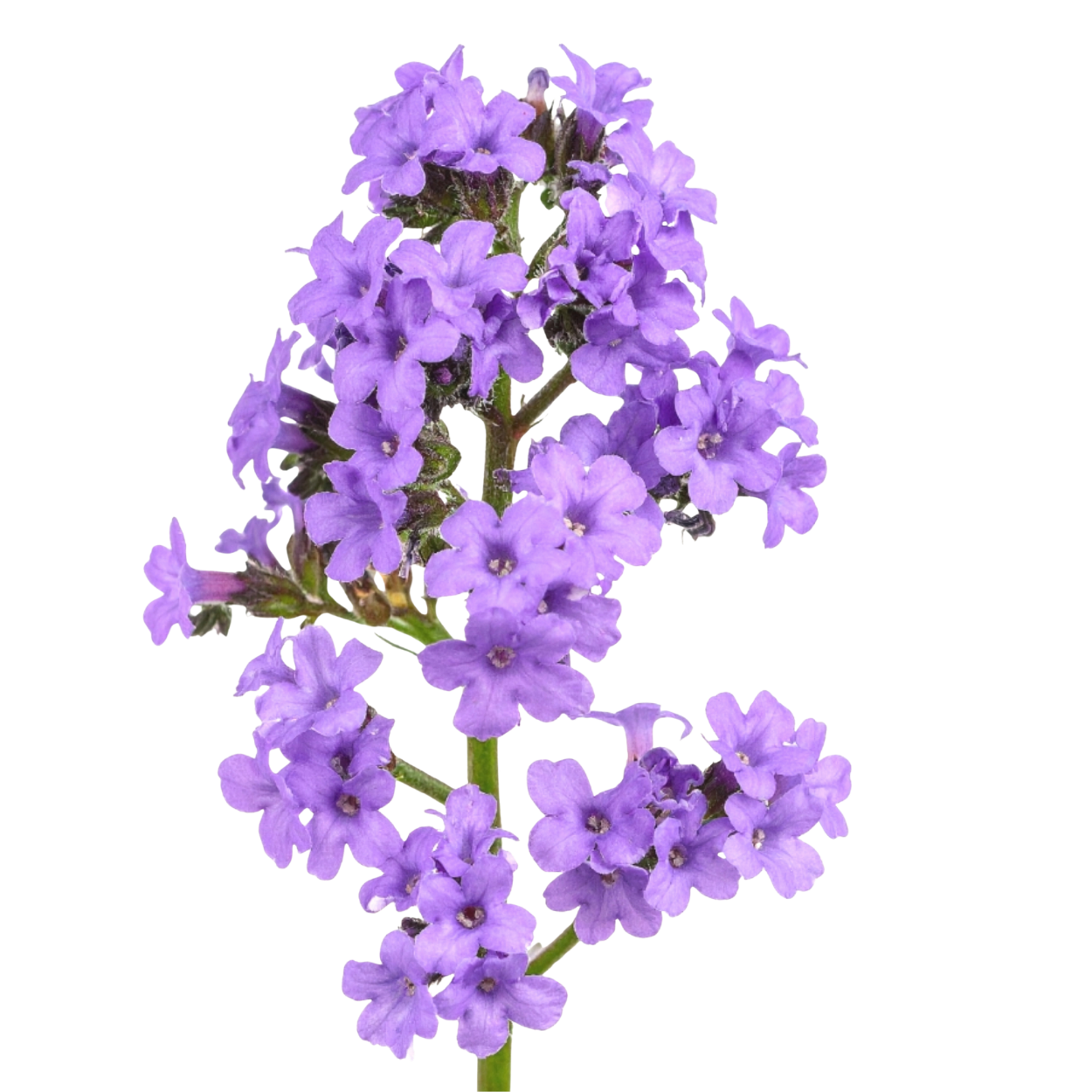 Heliotrope