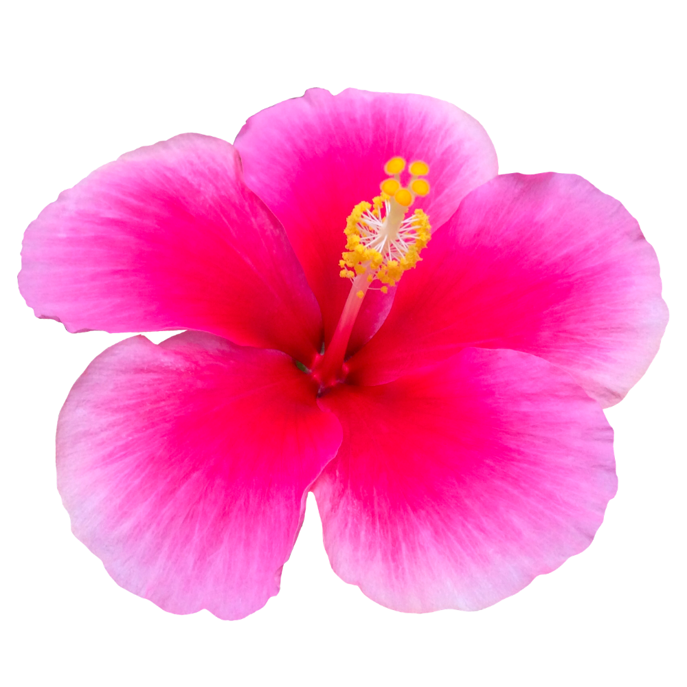 Hibiscus