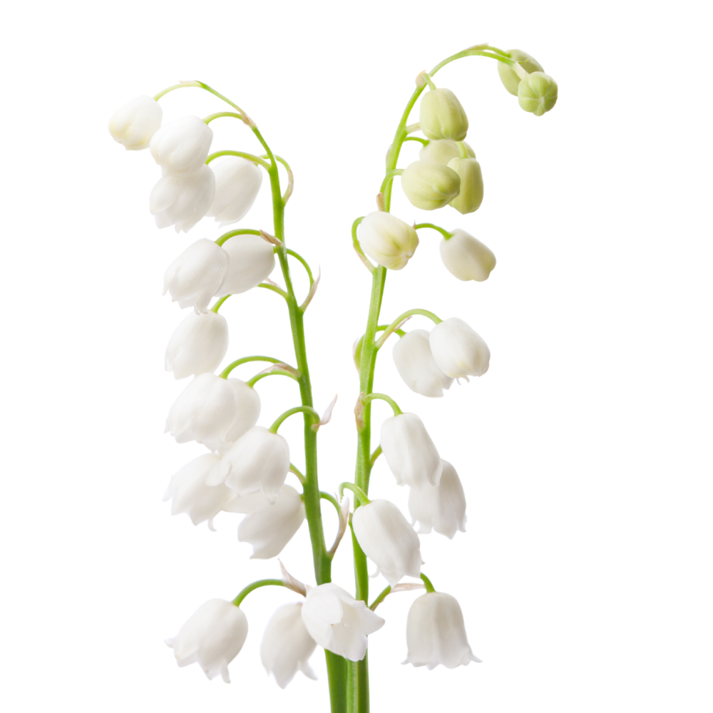 Lily of the Valley