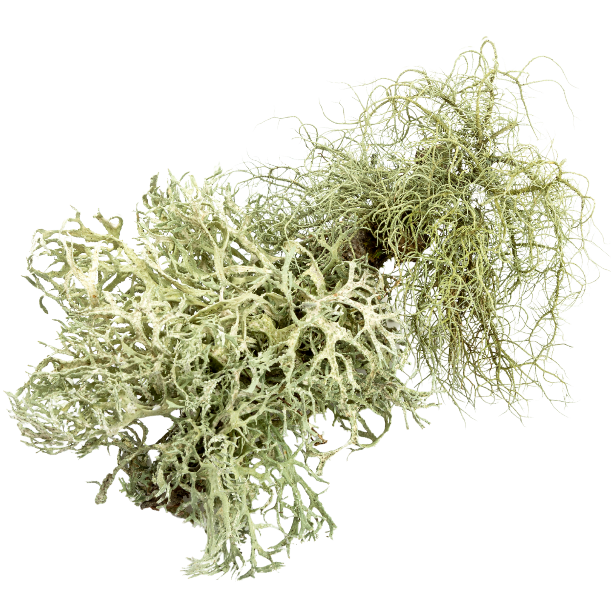 Oakmoss