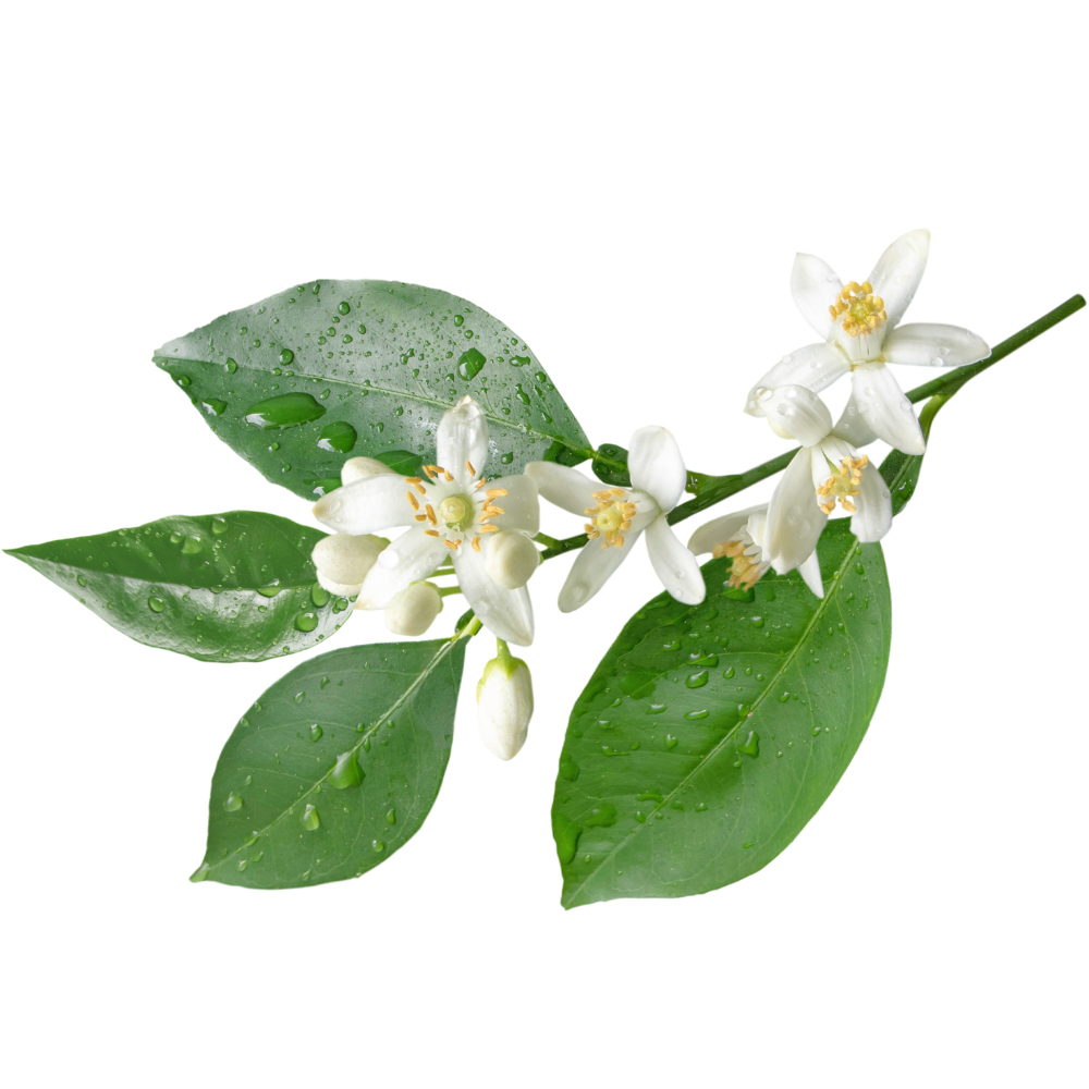 Orange Blossom