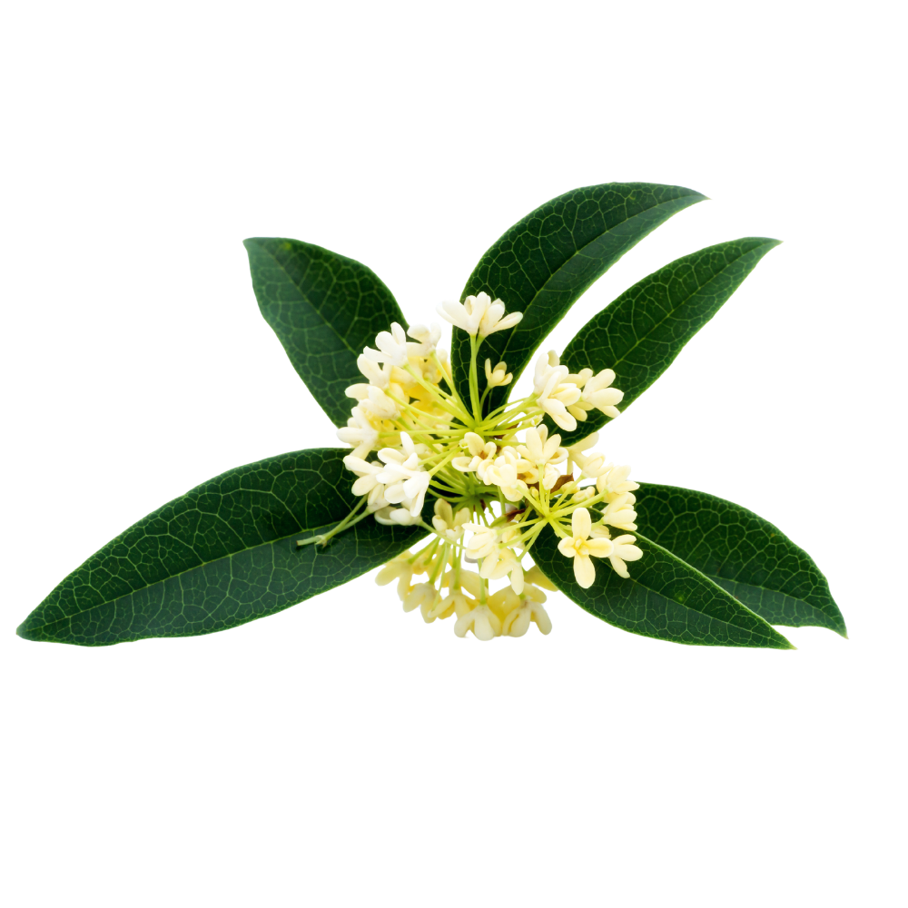 Osmanthus