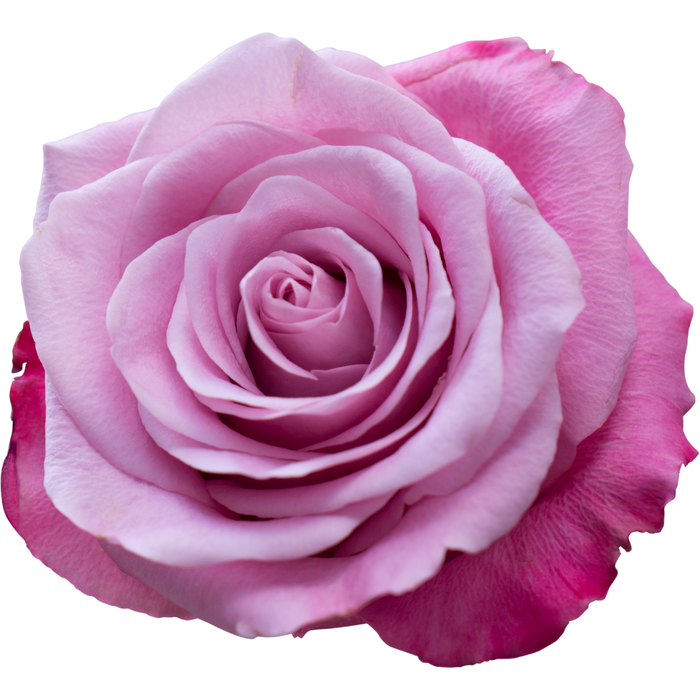 Turkish Rose