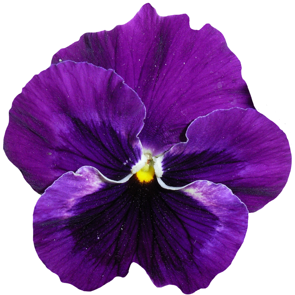 Violet