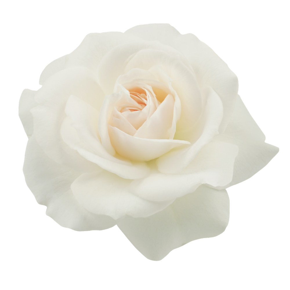 White Rose